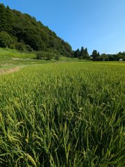 今年から本格的な米作りを始めました